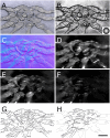 Figure 33