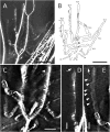 Figure 29