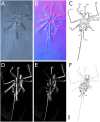 Figure 25