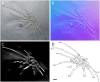 Figure 32