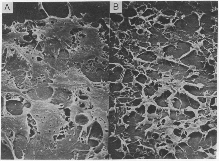 graphic file with name pnas00048-0199-a.jpg