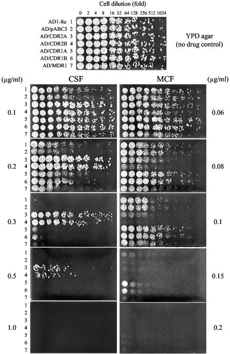 FIG. 1.