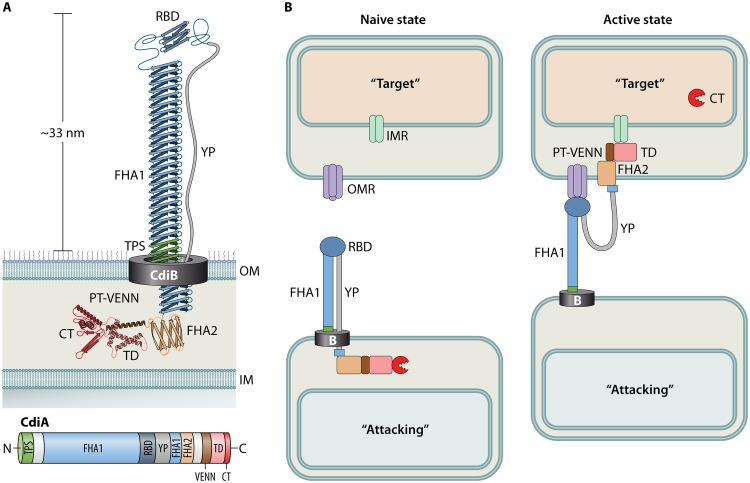 FIG 1