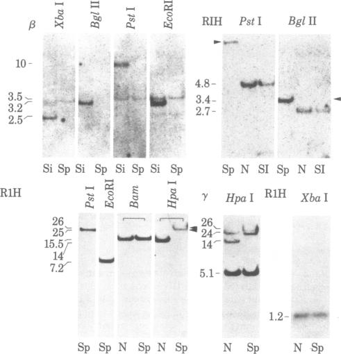 graphic file with name pnas00446-0220-b.jpg