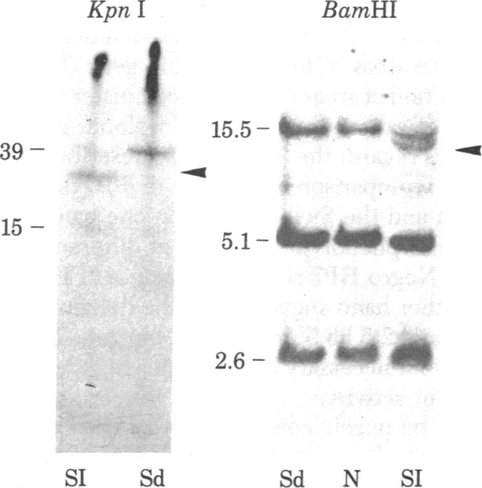 graphic file with name pnas00446-0219-b.jpg