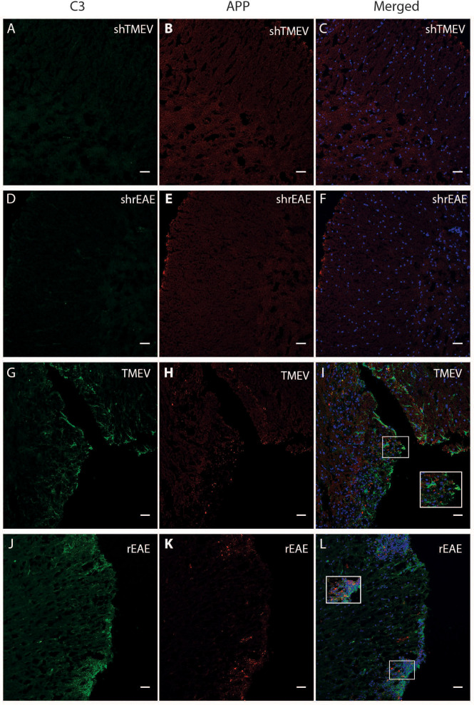 Figure 3