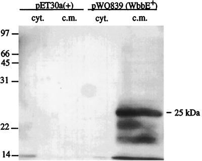 FIG. 1