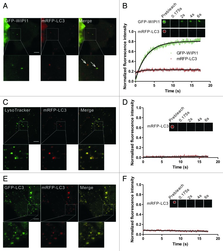 LC3 fluorescent puncta in autophagosomes or in protein aggregates can ...