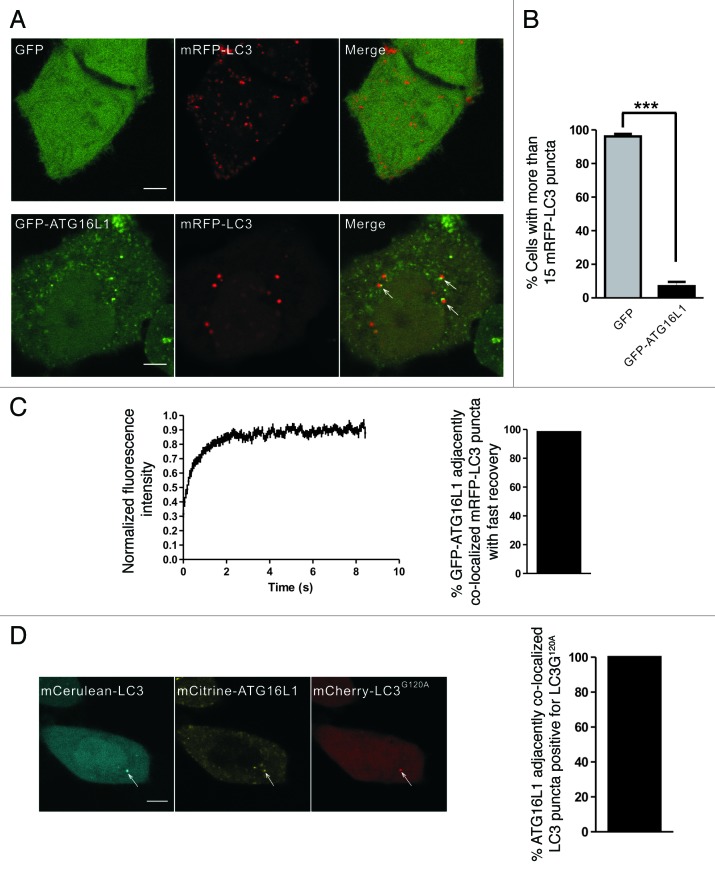 LC3 fluorescent puncta in autophagosomes or in protein aggregates can ...