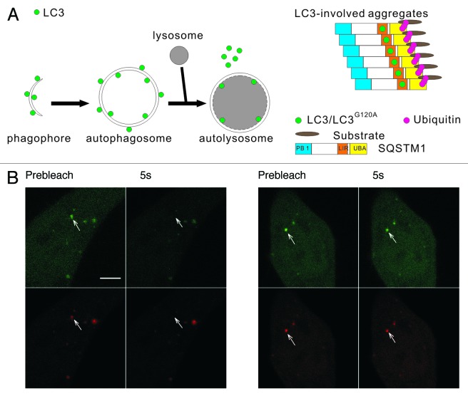 LC3 fluorescent puncta in autophagosomes or in protein aggregates can ...