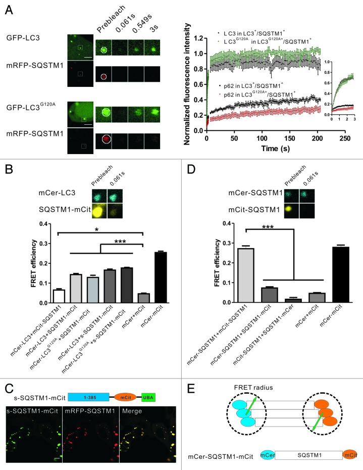 LC3 fluorescent puncta in autophagosomes or in protein aggregates can ...