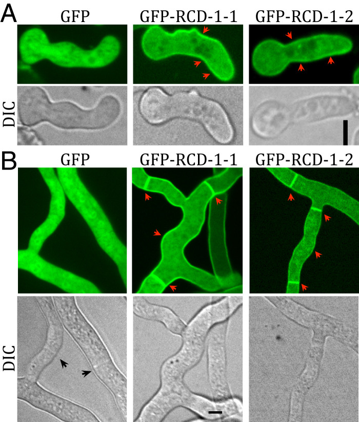 Fig. 2.