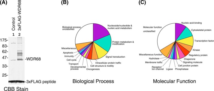 FIGURE 1.