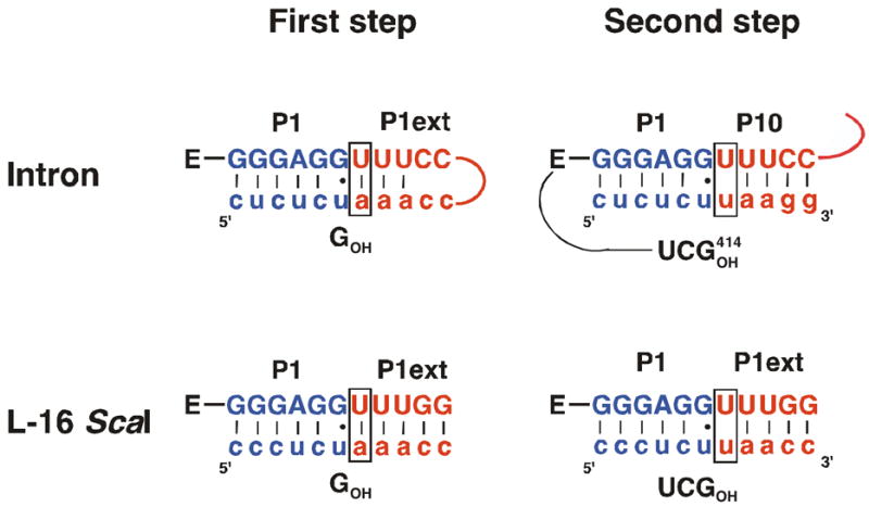 Scheme 2