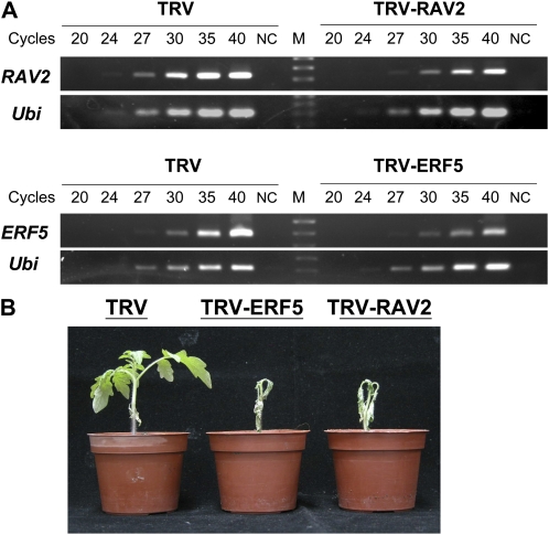 Figure 6.