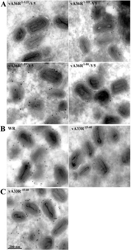 FIG. 7.