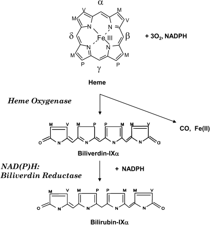 Scheme 1.