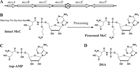 FIGURE 1.