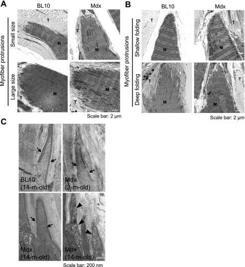 Fig. 5.