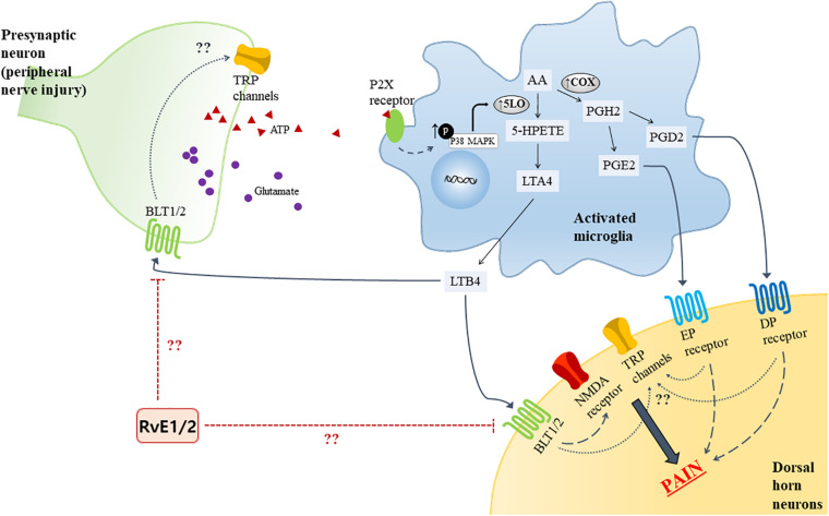 FIGURE 1