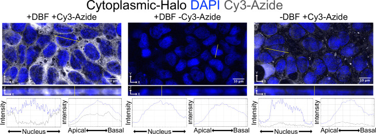 Figure 1—figure supplement 5.