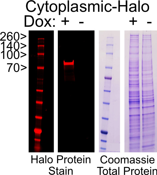 Figure 1—figure supplement 4.