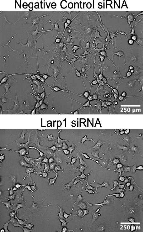 Figure 4—figure supplement 3.