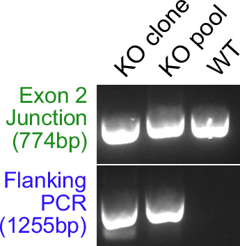 Figure 4—figure supplement 7.