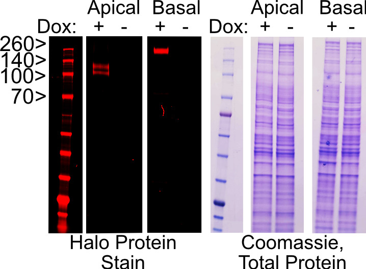 Figure 2—figure supplement 2.