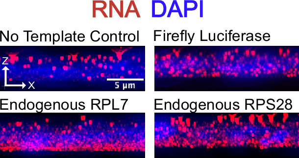 Figure 3—figure supplement 3.