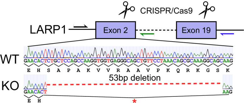 Figure 4—figure supplement 6.