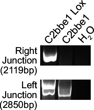 Figure 1—figure supplement 2.