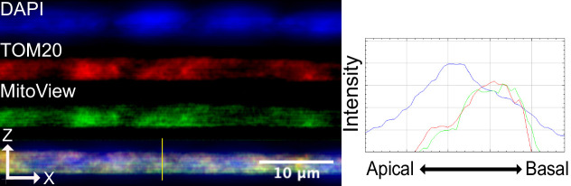 Figure 2—figure supplement 8.