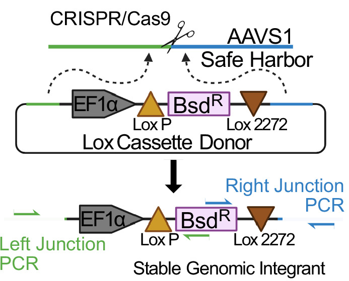 Figure 1—figure supplement 1.