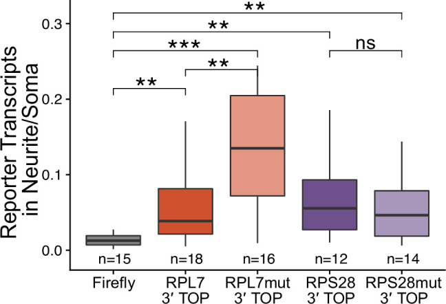 Figure 5—figure supplement 4.