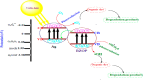 Figure 18