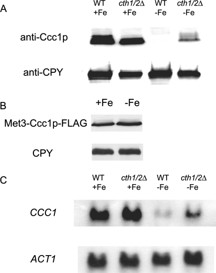 FIG. 1.