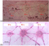Fig. 14