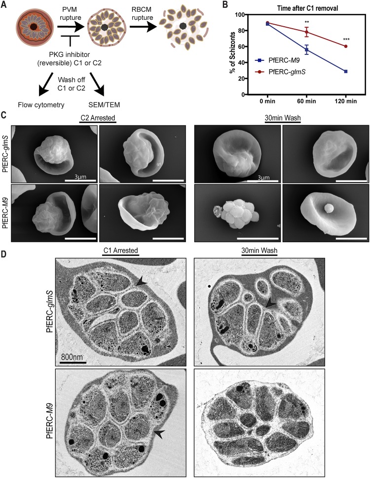 FIG 3