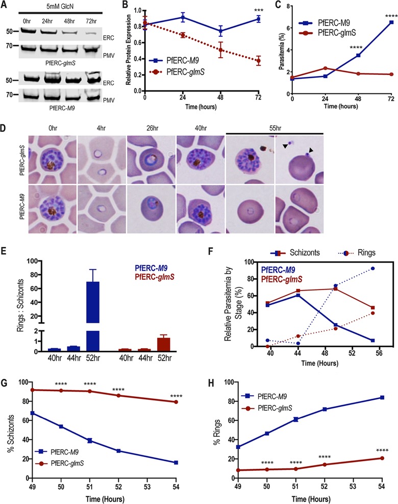 FIG 2