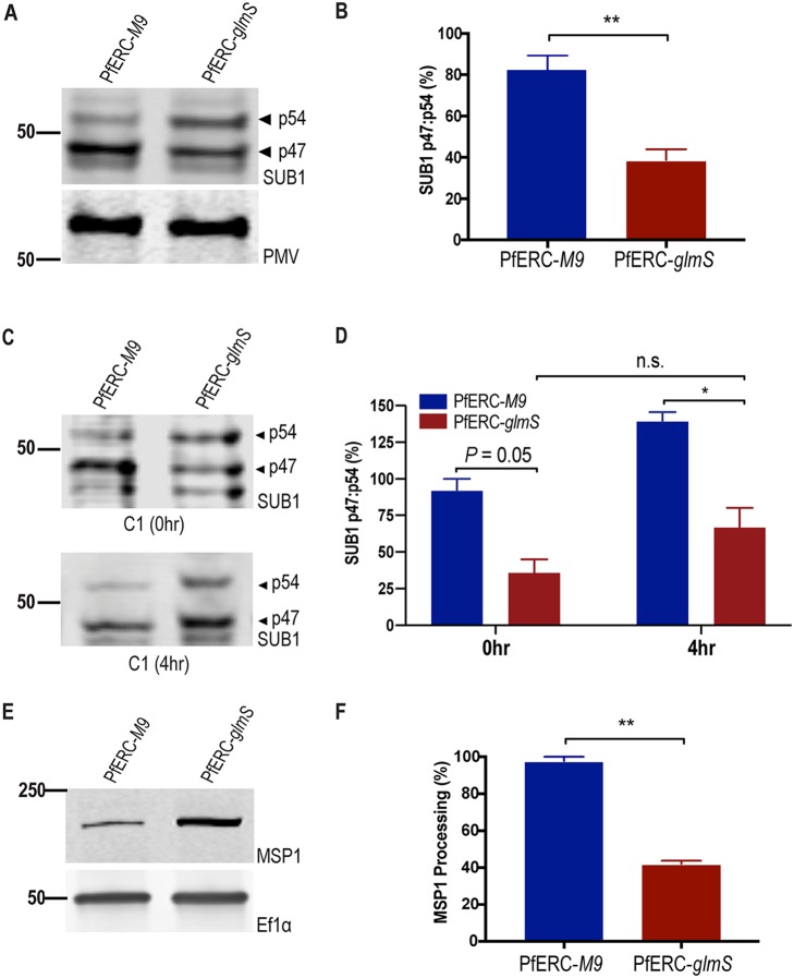 FIG 6