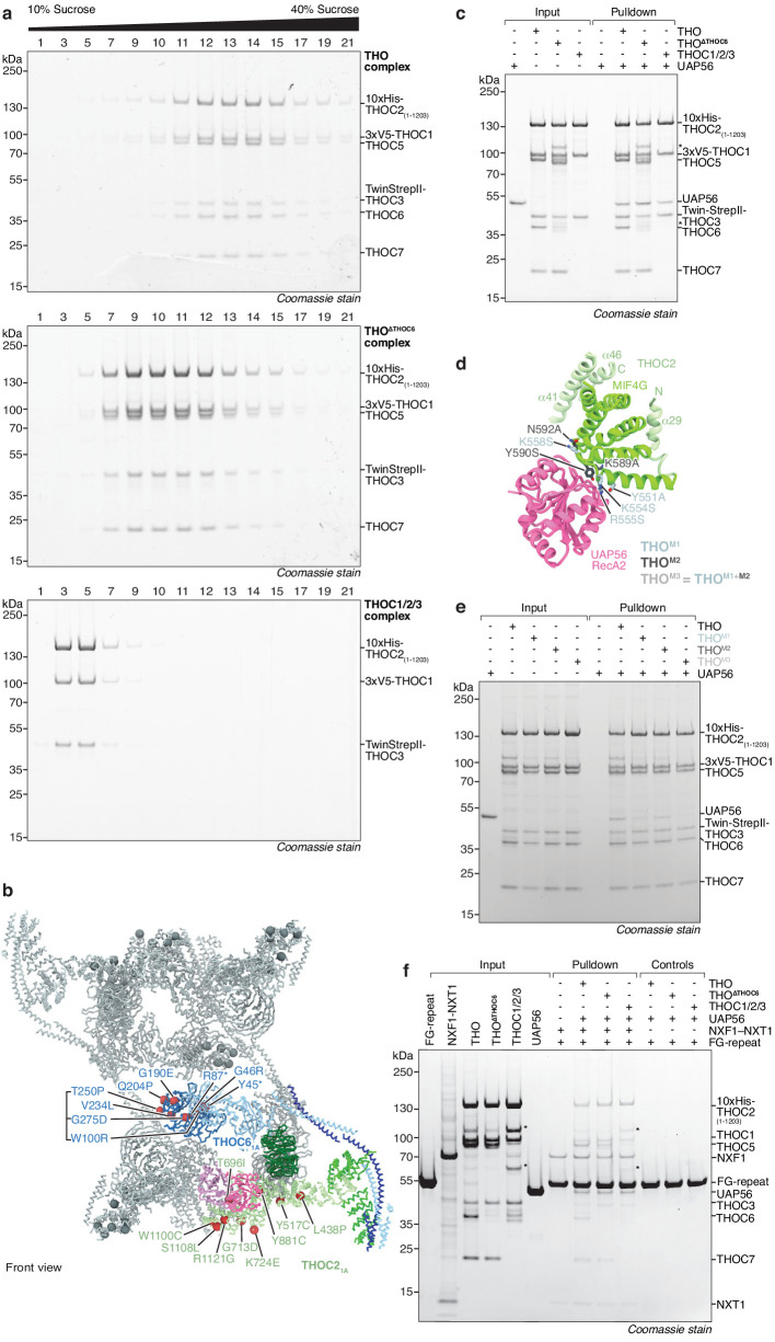 Figure 2—figure supplement 1.