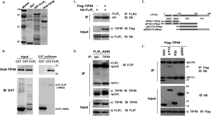 FIGURE 1.