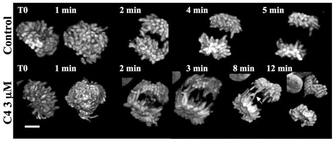 Fig. 3.