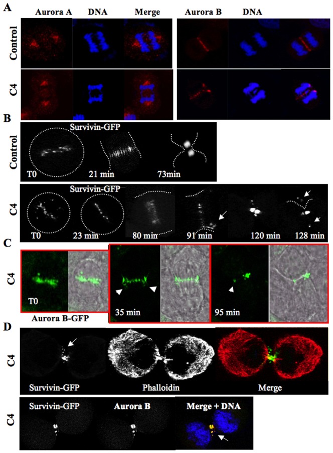 Fig. 4.