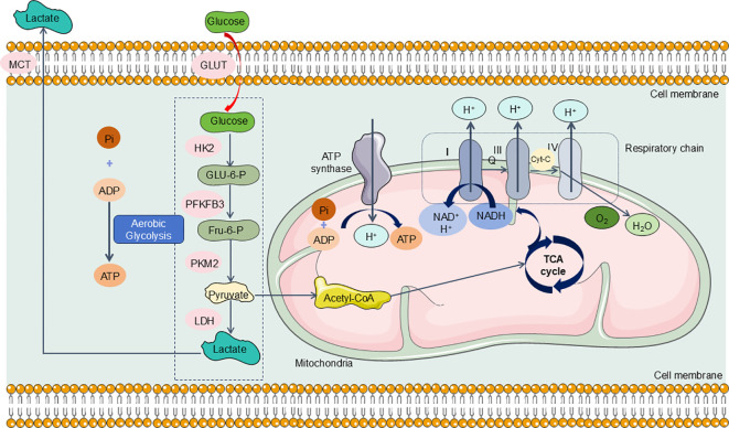 Figure 6