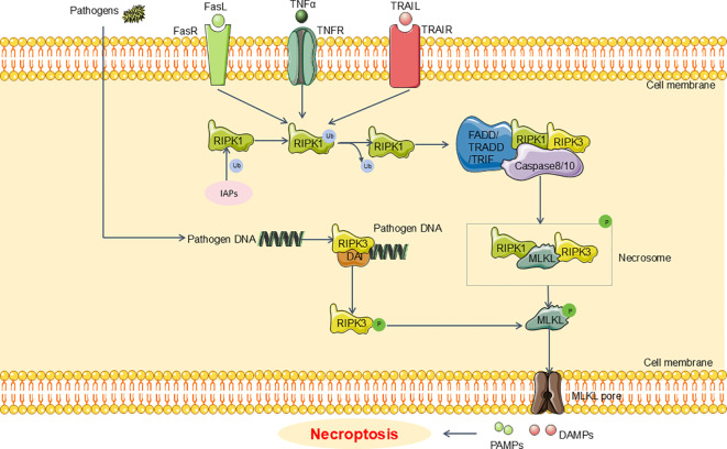 Figure 2