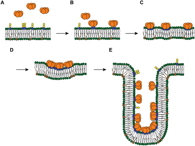 Fig. 3