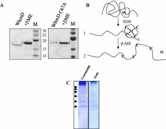 FIG. 7.