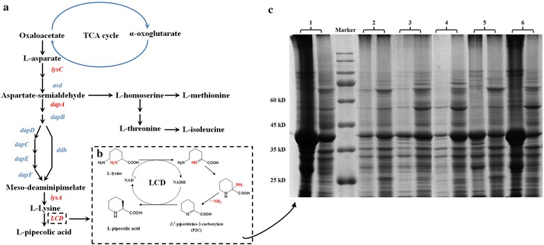 Fig. 2